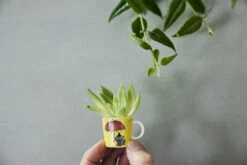 Arabia Mumin Minitassen 6er Pack Dritter Klassiker -Geschirrverkauf 504012 01 11 EnvironmentImage d791012fd8